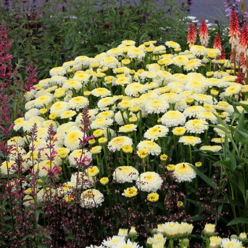 Leucanthemum 'Luna'