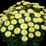 Leucanthemum 'Luna'