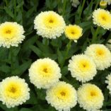 Leucanthemum 'Luna'