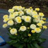 Leucanthemum 'Luna'