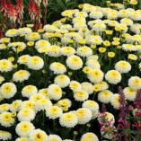 Leucanthemum 'Luna'