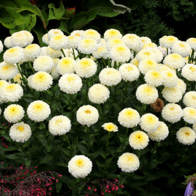 Leucanthemum 'Luna'