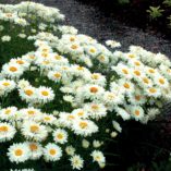 Leucanthemum 'Paladin'