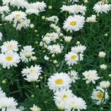 Leucanthemum 'Paladin'