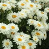 Leucanthemum 'Paladin'