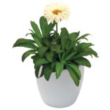 Leucanthemum 'Paladin'