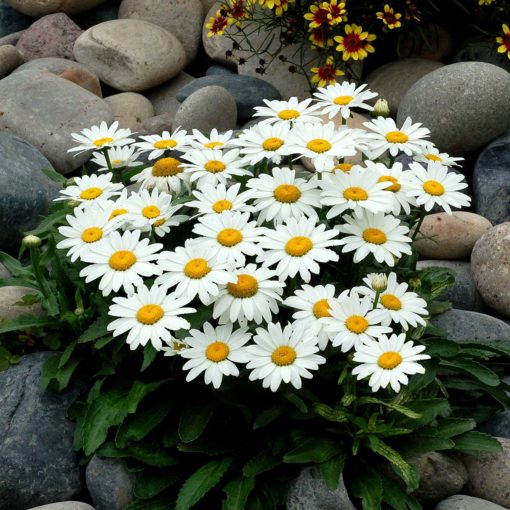 Leucanthemum 'Snowbound'