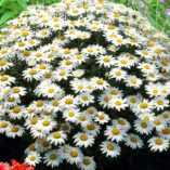 Leucanthemum 'Snowbound'