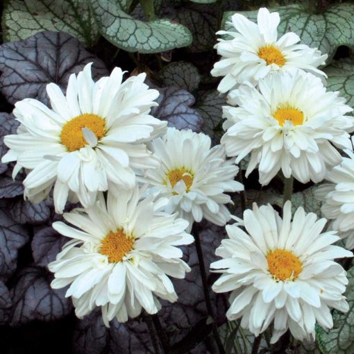 Leucanthemum 'Victorian Secret'