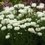 Leucanthemum 'Victorian Secret'