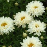 Leucanthemum 'Victorian Secret'