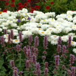 Leucanthemum 'Victorian Secret'