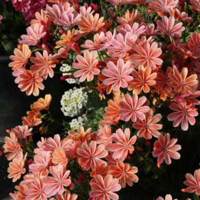 Lewisia CONSTANT™ 'Coral'