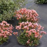 Lewisia CONSTANT™ 'Coral'