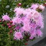 Liatris FEATHERMORE™ 'Lavender'