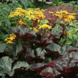 Ligularia 'Britt-Marie Crawford'