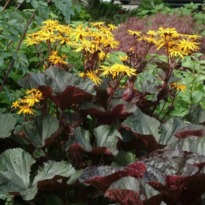 Ligularia 'Britt-Marie Crawford'