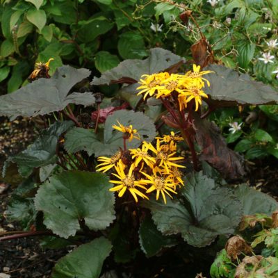 Ligularia 'Britt-Marie Crawford'