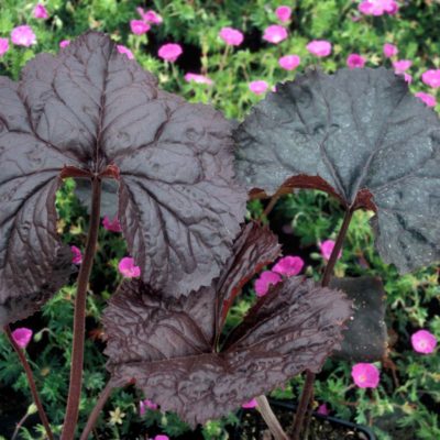 Ligularia 'Britt-Marie Crawford'