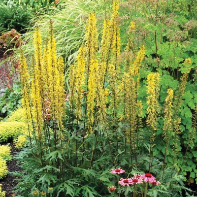 Ligularia 'Dragon's Breath'