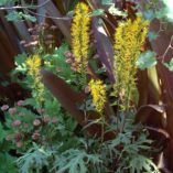 Ligularia 'Dragon's Breath'