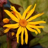 Ligularia 'Garden Confetti'