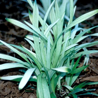 Liriope 'Okina'