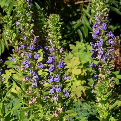 Lobelia 'Blue Candles'