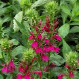 Lobelia 'Cranberry Crush'