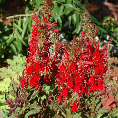 Lobelia 'Crown Royale'