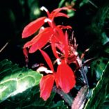 Lobelia 'Dark Crusader'