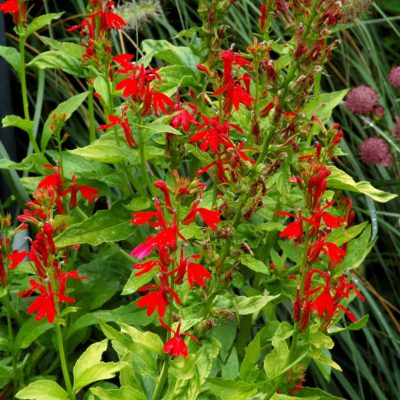 Lobelia 'Golden Torch'