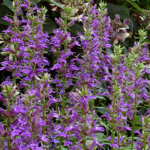 Lobelia 'Grape Knee-Hi'