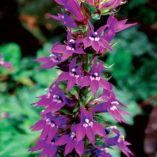 Lobelia 'Grape Knee-Hi'