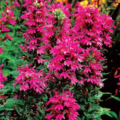 Lobelia 'Monet Moment'