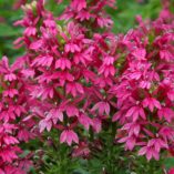 Lobelia 'Monet Moment'