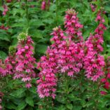 Lobelia 'Monet Moment'