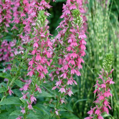 Lobelia 'Monet Moment'