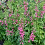 Lobelia 'Monet Moment'