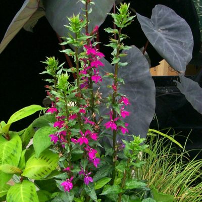 Lobelia 'Tania'