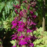 Lobelia 'Tania'