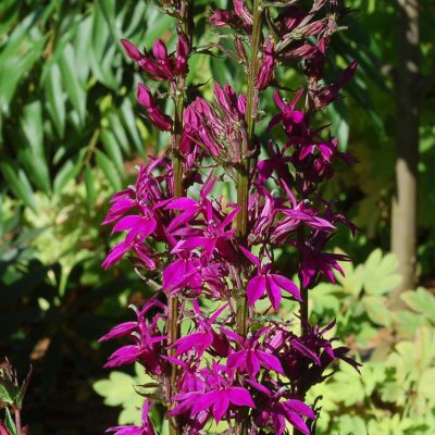 Lobelia 'Tania'