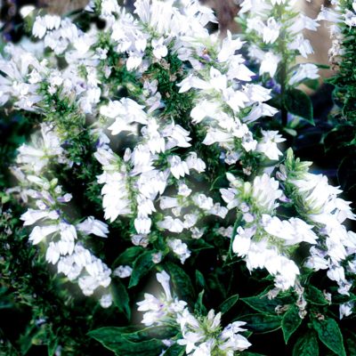 Lobelia 'White Candles'