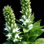 Lobelia 'White Candles'