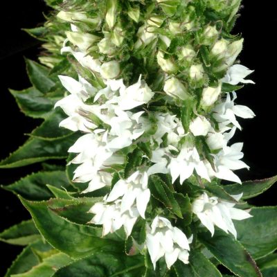 Lobelia 'White Candles'