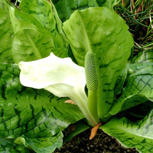 Lysichiton 'Crocodile Tears'