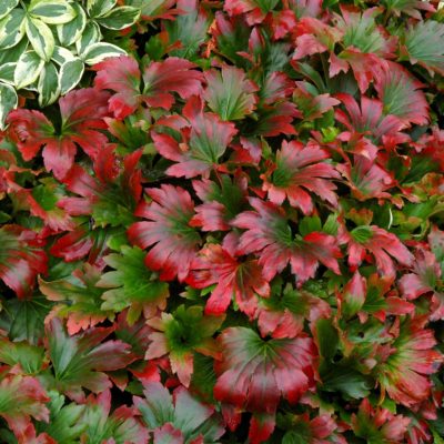 Mukdenia 'Crimson Fans'