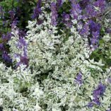 Nepeta 'Angel's Wings'