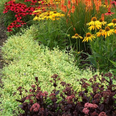 Nepeta 'Limelight'