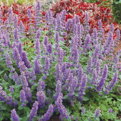 Nepeta 'Purple Haze'